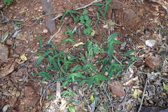 Commelina longifolia